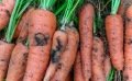 Mouche de la carotte : conseils pour lutter contre ce ravageur