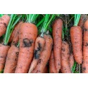 Mouche de la carotte : conseils pour lutter contre ce ravageur