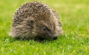 Le hérisson, allié des jardins et potagers bio