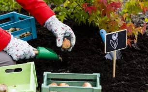 Quelles tâches prévoir au jardin en novembre ?