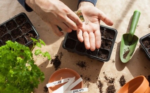Comment bien semer des graines très fines ?