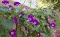 Semer des plantes grimpantes pour décorer son jardin
