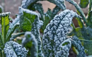 Décembre au jardin : préparation du potager