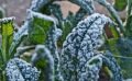 Décembre au jardin : préparation du potager