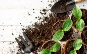 Les pastilles de coco pour semis : quand et comment les utiliser ?