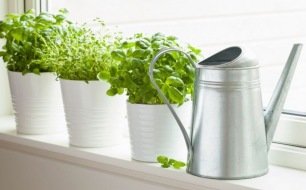 Jardiner en janvier : que semer ?