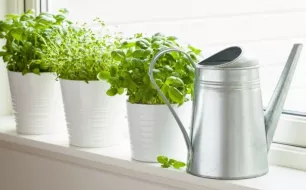 Jardiner en janvier : que semer ?