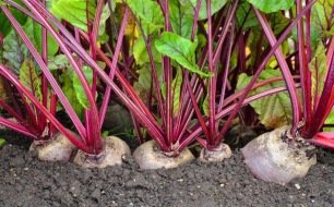 Légumes à cultiver au potager supportant la sècheresse