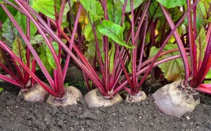 Légumes à cultiver au potager supportant la sècheresse