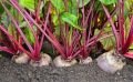 Légumes à cultiver au potager supportant la sècheresse