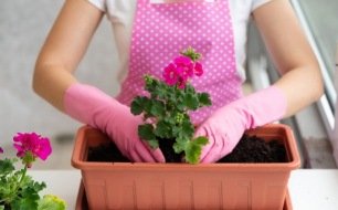 5 fleurs à semer en janvier