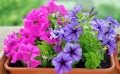 Premiers semis de fleurs et de légumes en février