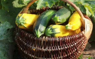 Courgettes : comment les cultiver et réaliser les semis ? 