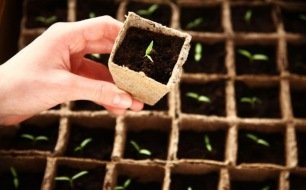 La fonte des semis en jardinage : comment l'éviter ? La fonte des semis en jardinage : comment l'éviter ?