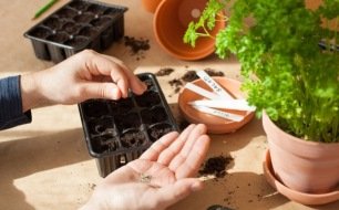 Jardin en mars : top départ des semis !