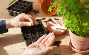 Jardin en mars : top départ des semis !