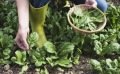 5 légumes riches en Oméga3 à semer au jardin