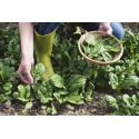 5 légumes riches en Oméga3 à semer au jardin