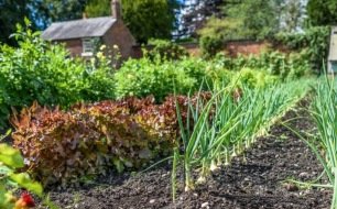 Emplacement et exposition idéaux de son potager Emplacement et exposition idéaux de son potager