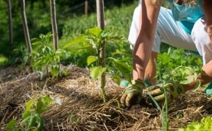 Pourquoi opter pour la permaculture pour son jardin ? Pourquoi opter pour la permaculture pour son jardin ?