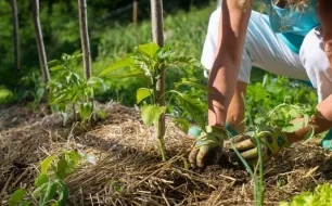 Pourquoi opter pour la permaculture pour son jardin ?