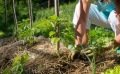 Pourquoi opter pour la permaculture pour son jardin ?