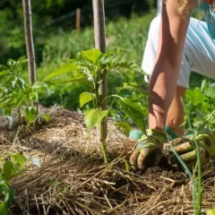 Pourquoi opter pour la permaculture pour son jardin ?