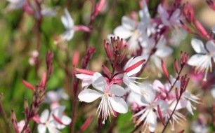 Semer au jardin des fleurs supportant la sècheresse