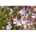 Semer au jardin des fleurs supportant la sècheresse