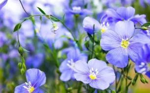 Le lin : conseils pour semer cette fleur au jardin