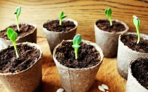 Avril : un mois important pour le jardinier