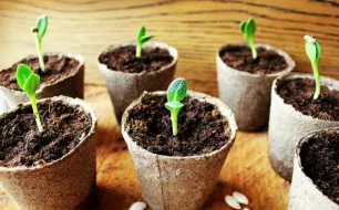 Avril : un mois important pour le jardinier