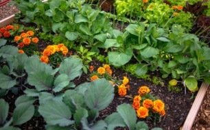 Les associations de plantes au jardin en permaculture Les associations de plantes au jardin en permaculture