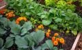 Les associations de plantes au jardin en permaculture