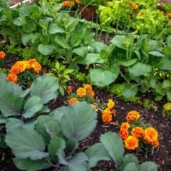 Les associations de plantes au jardin en permaculture