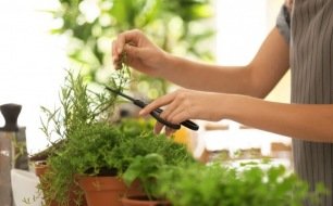 Les condiments à semer supportant la sécheresse