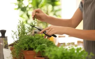 Les condiments à semer supportant la sécheresse