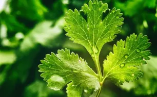 Semer de la coriandre, une plante aromatique utile au jardin et en cuisine
