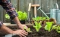 Éviter les erreurs fréquentes du jardinier débutant