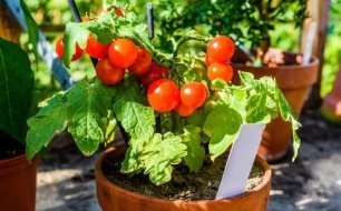 La culture en pot : quels légumes semer ?