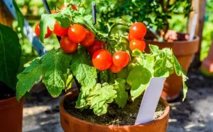 La culture en pot : quels légumes semer ?