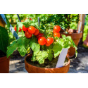 La culture en pot : quels légumes semer ?