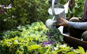 Comment bien arroser son potager ? Comment bien arroser son potager ?