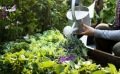 Comment bien arroser son potager ?