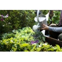 Comment bien arroser son potager ?