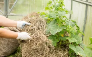 Nos conseils pour préparer son potager avant de partir en vacances