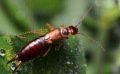 Utilité des forficules (ou perce-oreilles) au jardin