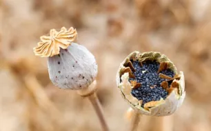 Quand et comment récolter les graines de ses légumes et fleurs ?