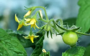 Que faire au jardin en juin : semis, plantation, travaux ?