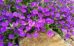 Semer des fleurs couvre-sol : conseils et avantages